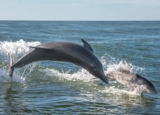 Hilton Head Mini Vacation Offers Spring 2024 Dolphin Cruise