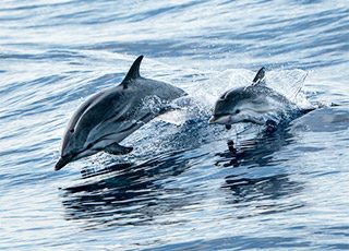 Spring-2026-HHI-MV-2