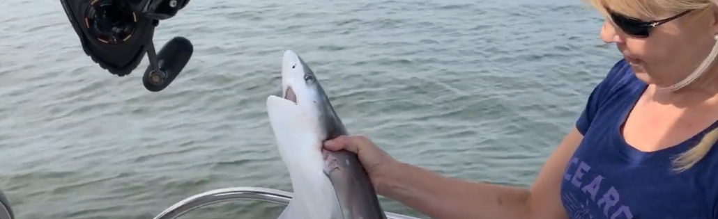 hilton-head-spinnaker-resorts-facebook-fishing-charter-shark-video-blog-header