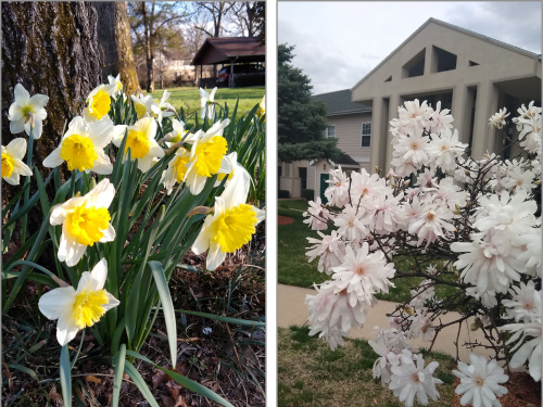 spinnaker-resorts-branson-spring-season-flowers-blog