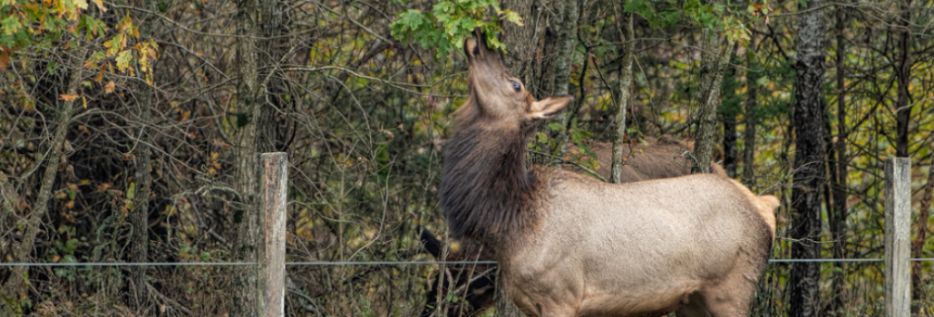 spinnaker-resorts-branson-wildlife-header-blog