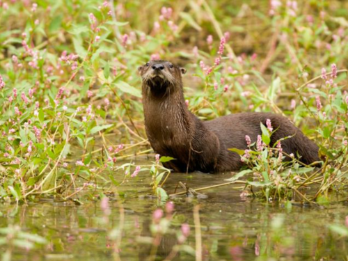 spinnaker-resorts-branson-wildlife-otter-blog